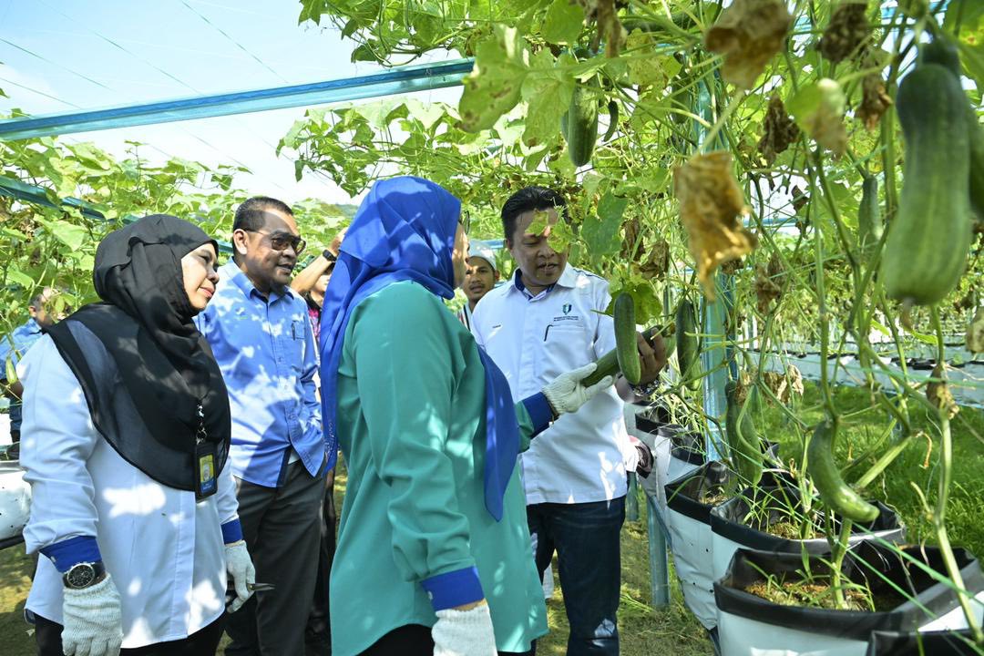 Projek Fertigasi UNIMADANI 2024 Catat Peningkatan Prestasi, Tuaian Cecah RM8,000